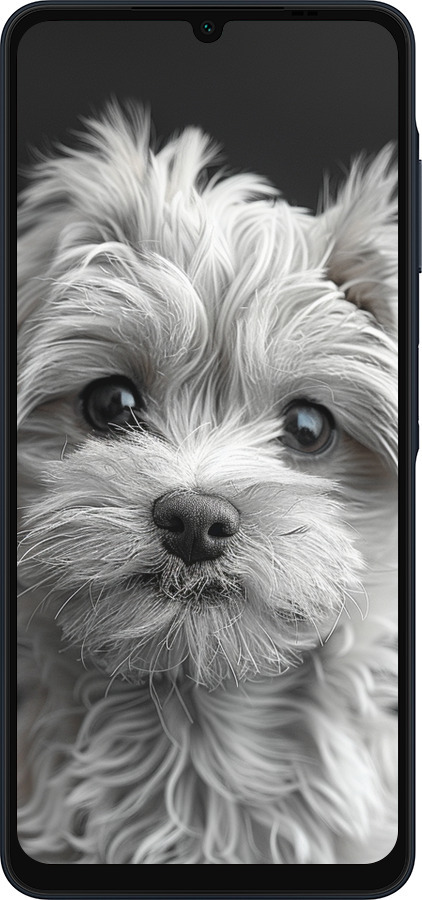 Силіконовий чехол Мальтипу на чорному фоні для Samsung Galaxy A06 4G - 6156u-3776 изображение 