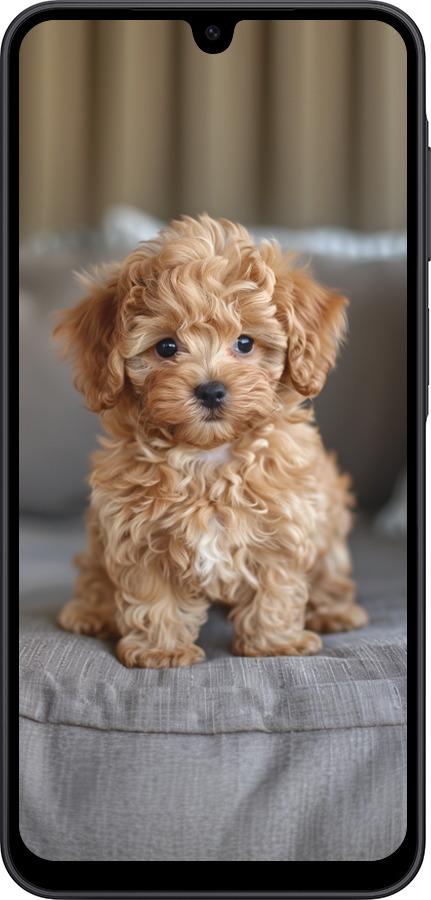 Силиконовый чехол Mini-maltipoo для Samsung Galaxy A17 - 6158u-4060 изображение 