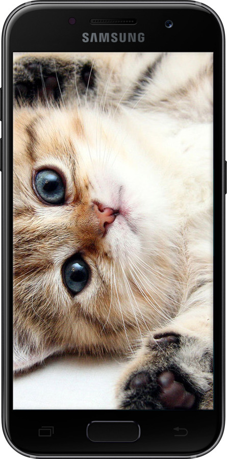 2D пластиковий чехол Котик для Samsung Galaxy A3 (2017) - 6024t-443 изображение 