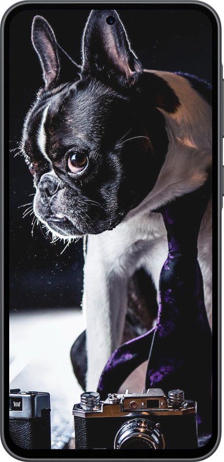 Силіконовий чехол Бульдог-фотограф для Samsung Galaxy A36 - 142u-3836 изображение 