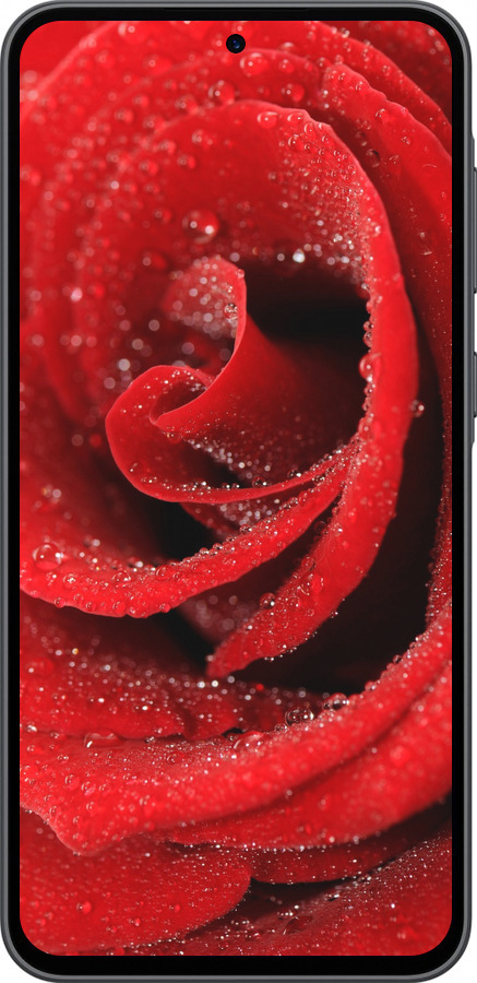 Силиконовый чехол Красная роза для Samsung Galaxy A36 - 529u-3836 изображение 