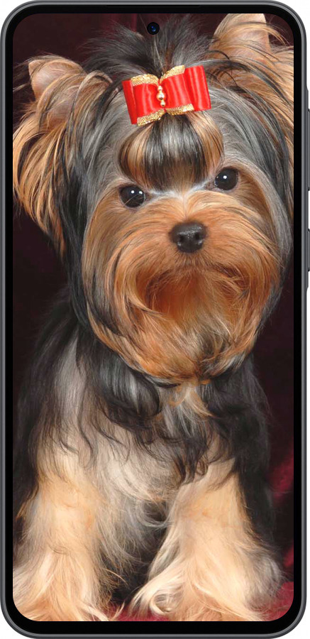 Силиконовый чехол Йоркширский терьер для Samsung Galaxy A36 - 929u-3836 изображение 