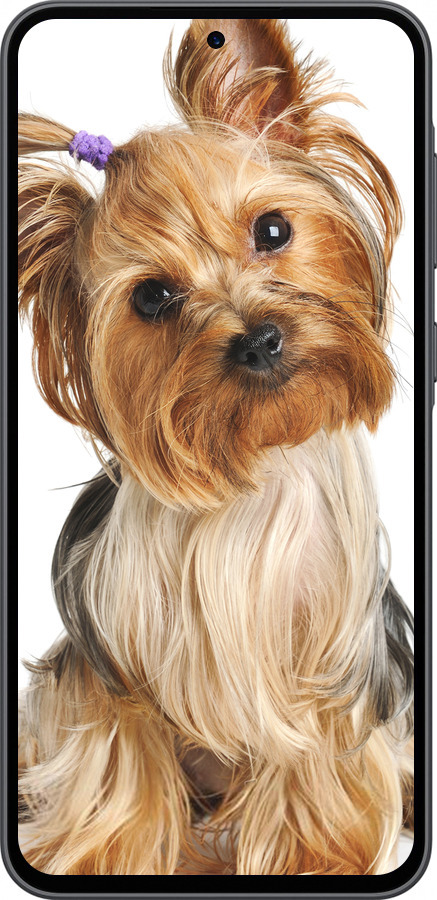 Силиконовый чехол Йоркширский терьер с хвостиком для Samsung Galaxy A36 - 930u-3836 изображение 