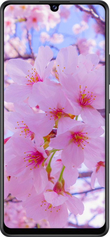 Силиконовый чехол Сакура для Samsung Galaxy A42 A426B - 6029u-2098 изображение 