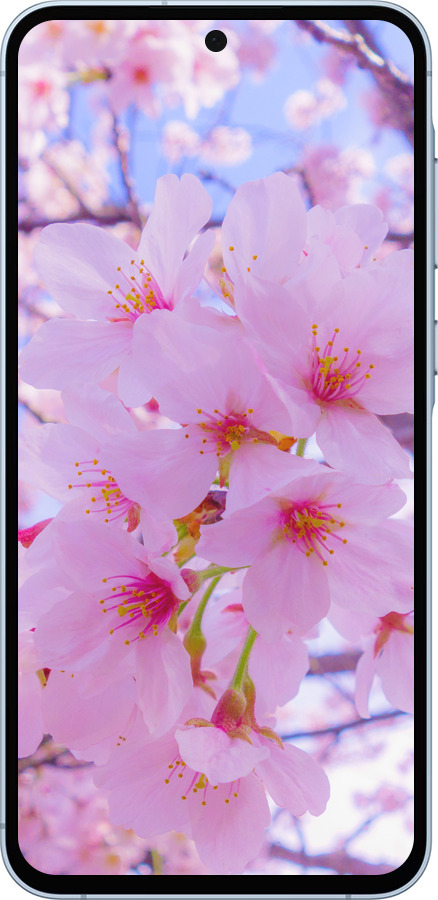 TPU чехол Сакура для Samsung Galaxy A55 - 6029b-3617 изображение 
