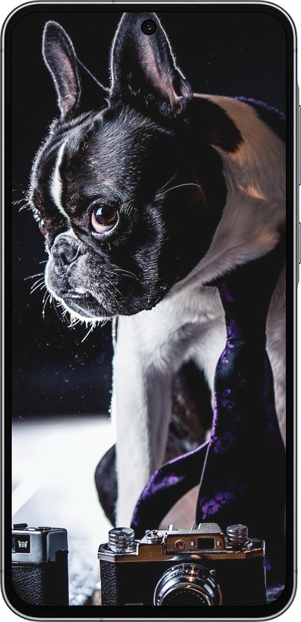 Силиконовый чехол Бульдог-фотограф для Samsung Galaxy A56 - 142u-3882 изображение 