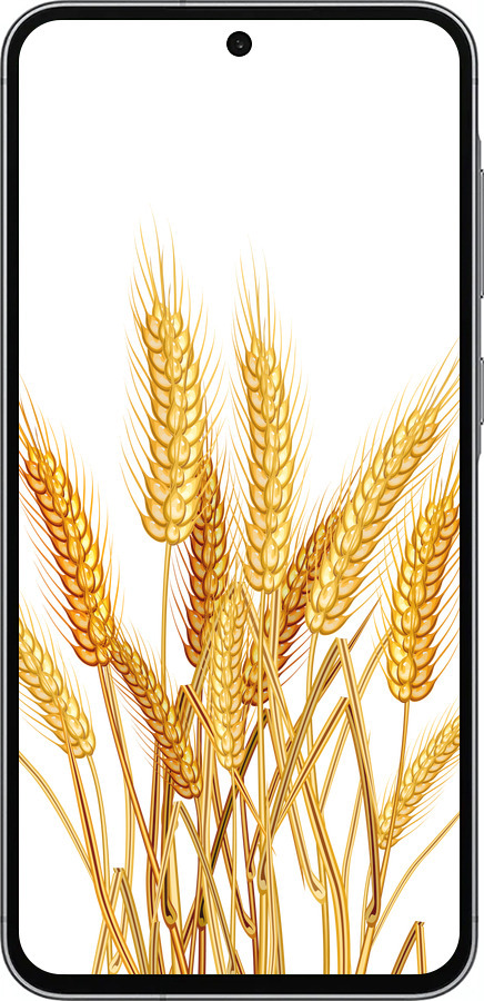 Силіконовий чехол Колоски пшениці для Samsung Galaxy A56 - 5866u-3882 изображение 