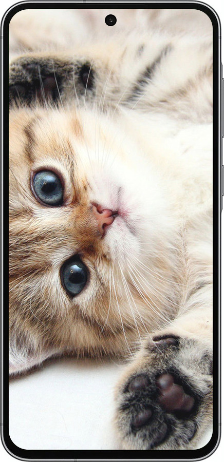 Силиконовый чехол Котик для Samsung Galaxy A56 - 6024u-3882 изображение 
