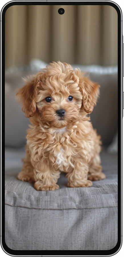Силиконовый чехол Mini-maltipoo для Samsung Galaxy A56 - 6158u-3882 изображение 