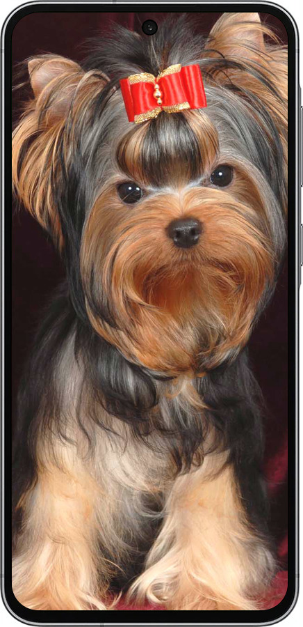 Силиконовый чехол Йоркширский терьер для Samsung Galaxy A56 - 929u-3882 изображение 