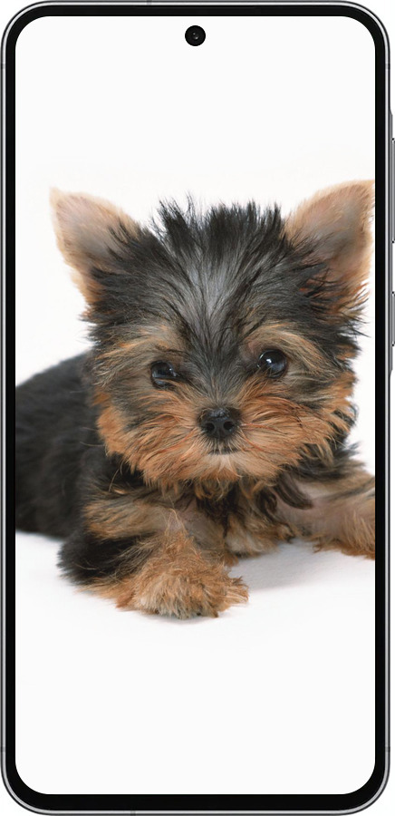 Силиконовый чехол Щенок йоркширского терьера для Samsung Galaxy A56 - 931u-3882 изображение 