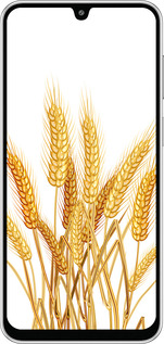 Силиконовый чехол Колоски пшеници для Samsung Galaxy M36 - 5866u-4103 изображение 
