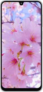 Силиконовый чехол Сакура для Samsung Galaxy M36 - 6029u-4103 изображение 