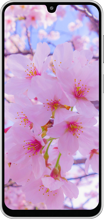 Силиконовый чехол Сакура для Samsung Galaxy M36 - 6029u-4103 изображение 