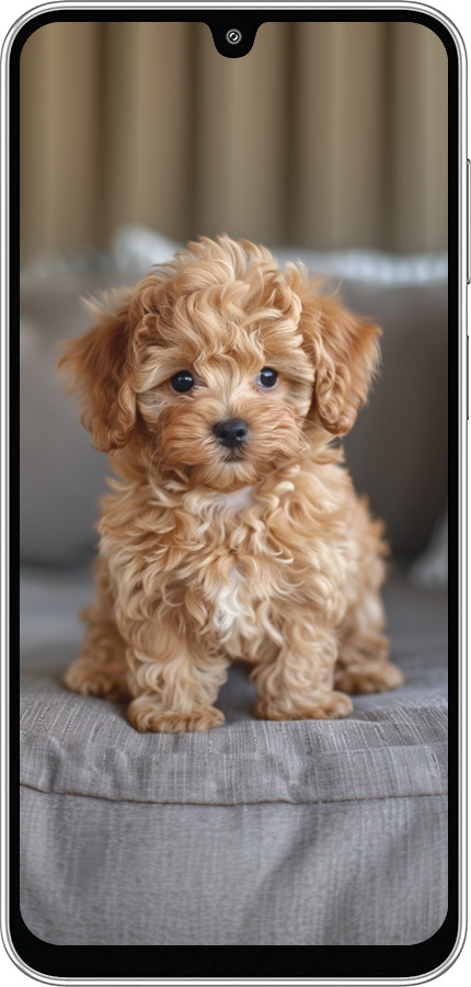 Силиконовый чехол Mini-maltipoo для Samsung Galaxy M36 - 6158u-4103 изображение 