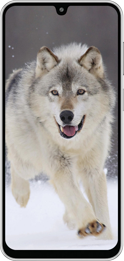 Силиконовый чехол Бегущий волк для Samsung Galaxy M36 - 826u-4103 изображение 