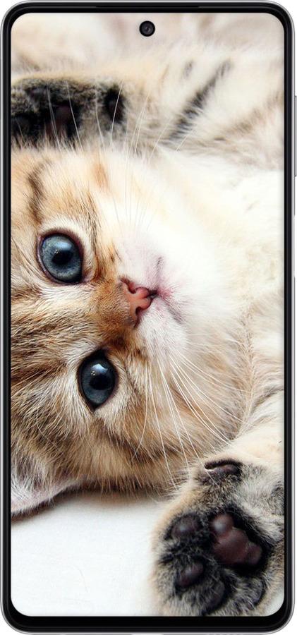 TPU чехол Котик для Samsung Galaxy M52 M526B - 6024b-2490 изображение 