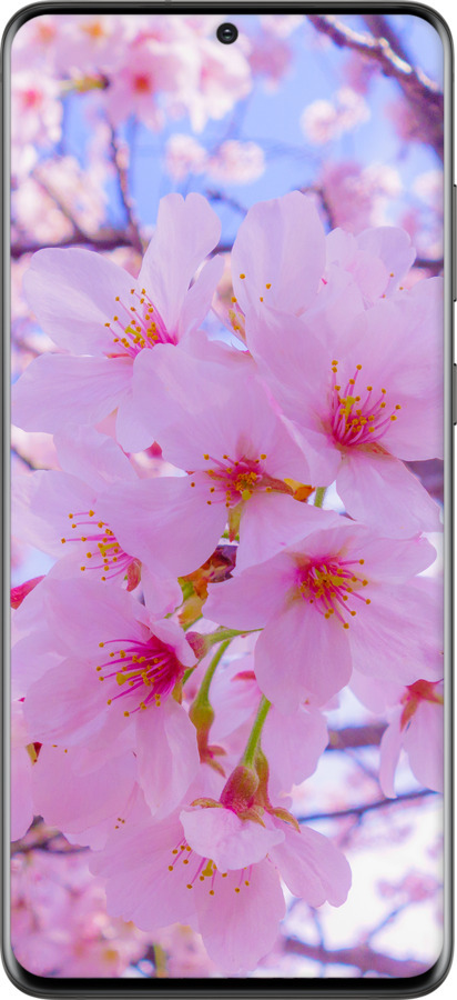 TPU чехол Сакура для Samsung Galaxy S20 Plus - 6029b-1822 изображение 