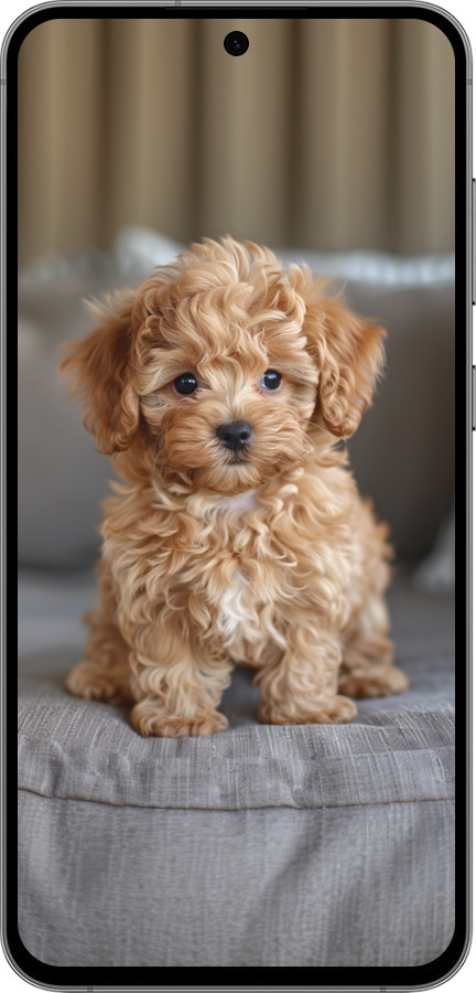 TPU чехол Mini-maltipoo для Samsung Galaxy S24 FE - 6158b-3772 изображение 