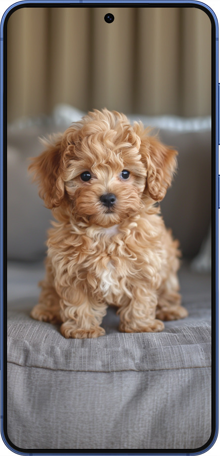 Силіконовий чехол Mini-maltipoo для Samsung Galaxy S25 Plus - 6158u-3826 изображение 