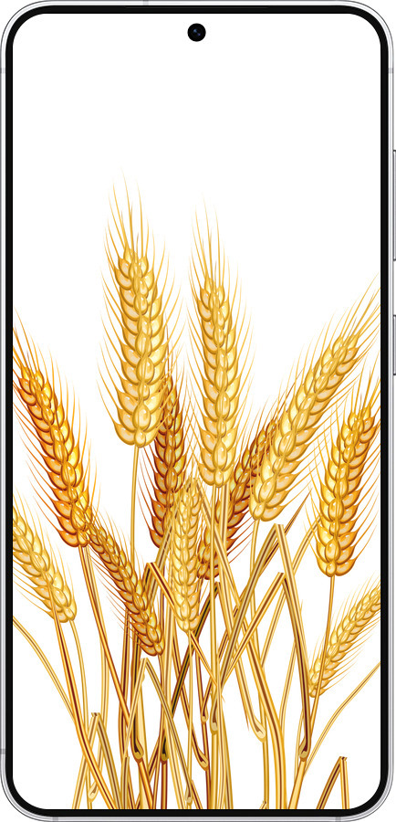 Силиконовый чехол Колоски пшеници для Samsung Galaxy S25 - 5866u-3804 изображение 