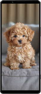 Силиконовый чехол Mini-maltipoo для Sony Xperia 1 IV - 6158u-2787 изображение 