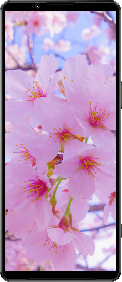 Силиконовый чехол Сакура для Sony Xperia 1 IV - 6029u-2787 изображение 