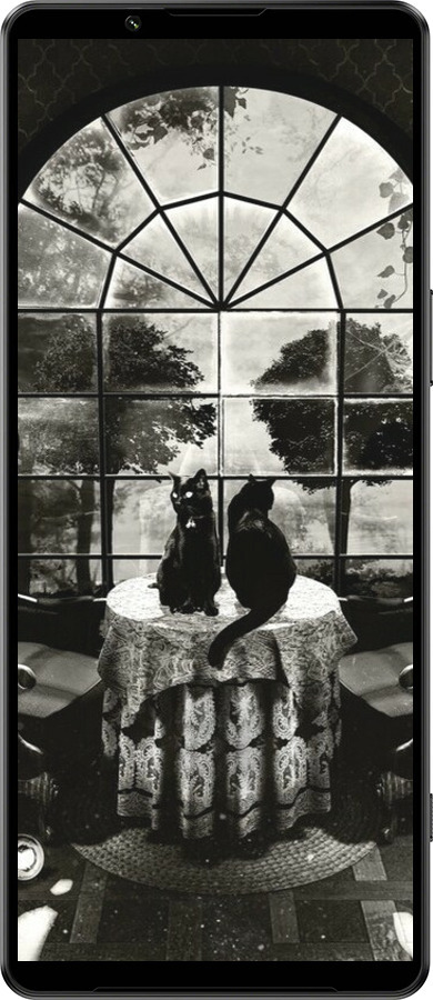 Силиконовый чехол Череп и коты для Sony Xperia 1 IV - 6432u-2787 изображение 