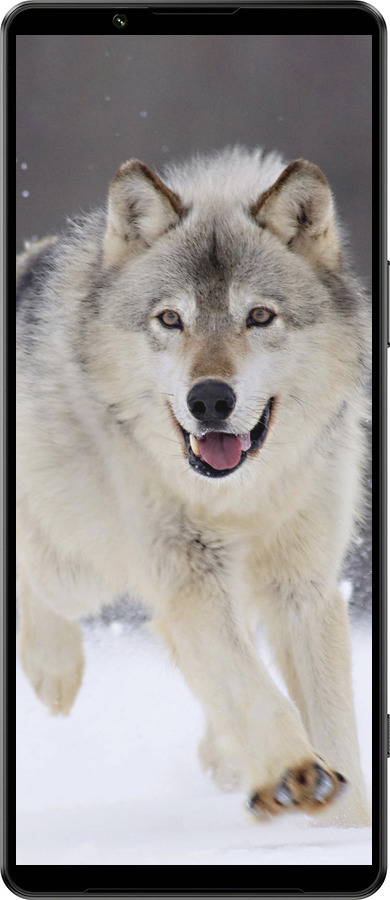 Силиконовый чехол Бегущий волк для Sony Xperia 1 IV - 826u-2787 изображение 