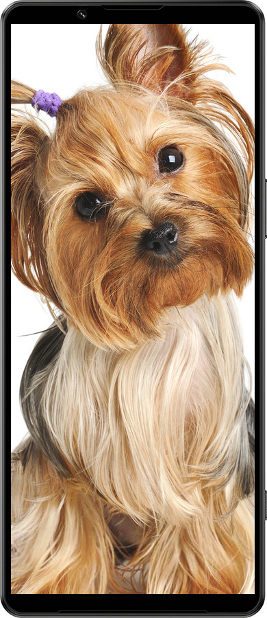 Силиконовый чехол Йоркширский терьер с хвостиком для Sony Xperia 1 IV - 930u-2787 изображение 