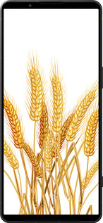 Силиконовый чехол Колоски пшеници для Sony Xperia 1 VI - 5866u-3975 изображение 