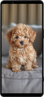 Силіконовий чехол Mini-maltipoo для Sony Xperia 1 VI - 6158u-3975 изображение 