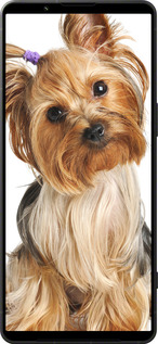 Силиконовый чехол Йоркширский терьер с хвостиком для Sony Xperia 1 VI - 930u-3975 изображение 