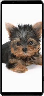 Силиконовый чехол Щенок йоркширского терьера для Sony Xperia 1 VI - 931u-3975 изображение 