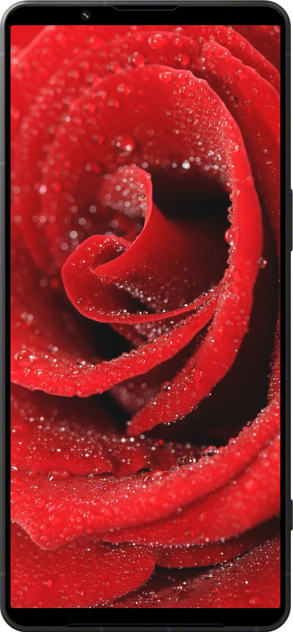 Силіконовий чехол Червона троянда для Sony Xperia 1 VI - 529u-3975 изображение 