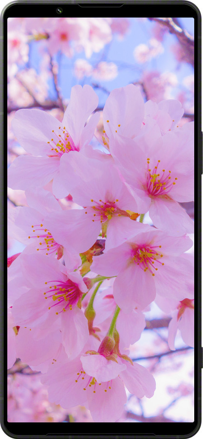 Силиконовый чехол Сакура для Sony Xperia 1 VI - 6029u-3975 изображение 