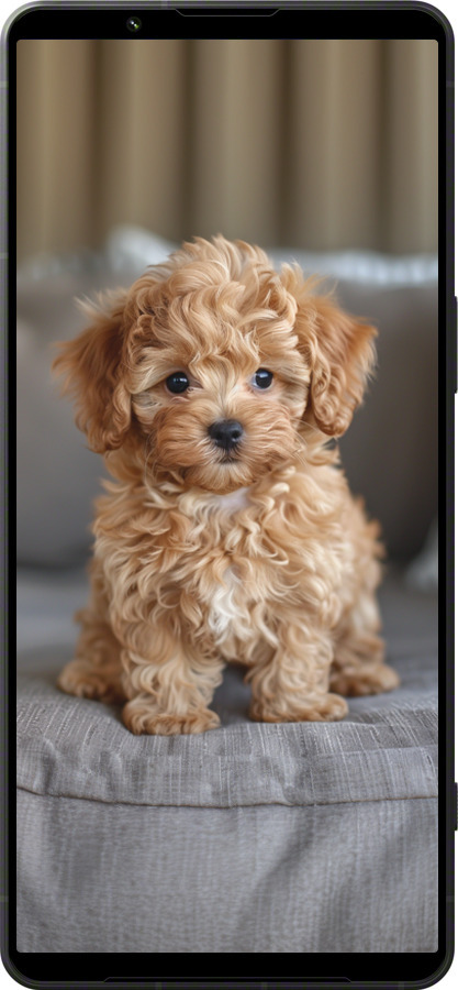 Силіконовий чехол Mini-maltipoo для Sony Xperia 1 VI - 6158u-3975 изображение 