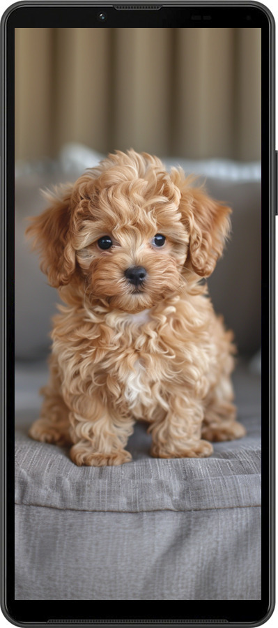Силиконовый чехол Mini-maltipoo для Sony Xperia 10 IV - 6158u-2789 изображение 