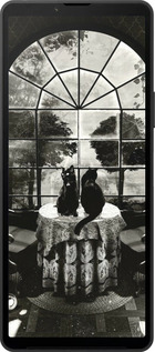 Силиконовый чехол Череп и коты для Sony Xperia 10 VI - 6432u-3976 изображение 