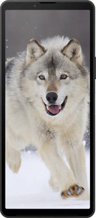 Силиконовый чехол Бегущий волк для Sony Xperia 10 VI - 826u-3976 изображение 