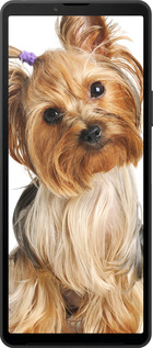 Силиконовый чехол Йоркширский терьер с хвостиком для Sony Xperia 10 VI - 930u-3976 изображение 