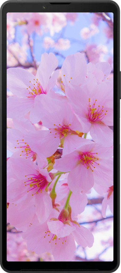 Силиконовый чехол Сакура для Sony Xperia 10 VI - 6029u-3976 изображение 