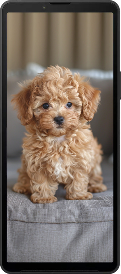 Силіконовий чехол Mini-maltipoo для Sony Xperia 10 VI - 6158u-3976 изображение 