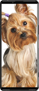 Силиконовый чехол Йоркширский терьер с хвостиком для Sony Xperia 5 III - 930u-2580 изображение 