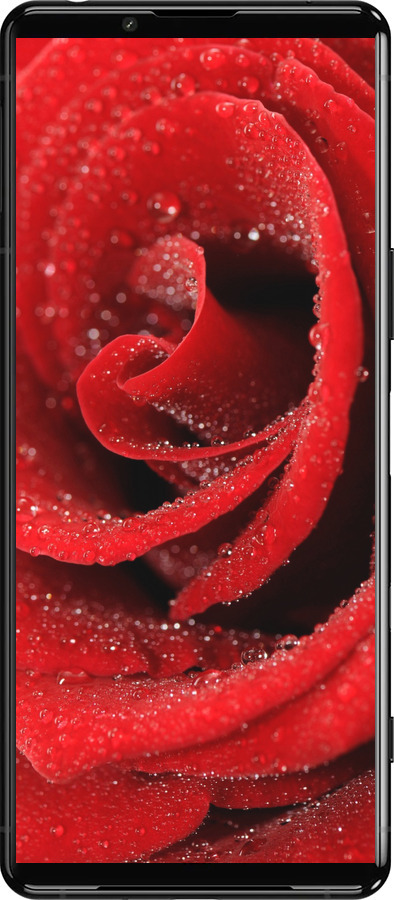 Силиконовый чехол Красная роза для Sony Xperia 5 III - 529u-2580 изображение 