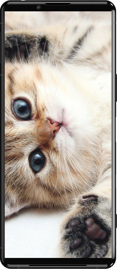 Силиконовый чехол Котик для Sony Xperia 5 III - 6024u-2580 изображение 