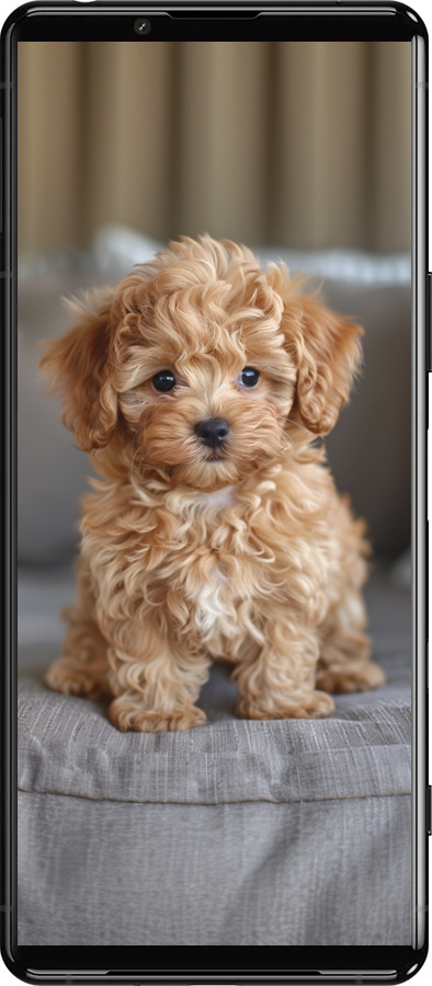 Силиконовый чехол Mini-maltipoo для Sony Xperia 5 III - 6158u-2580 изображение 
