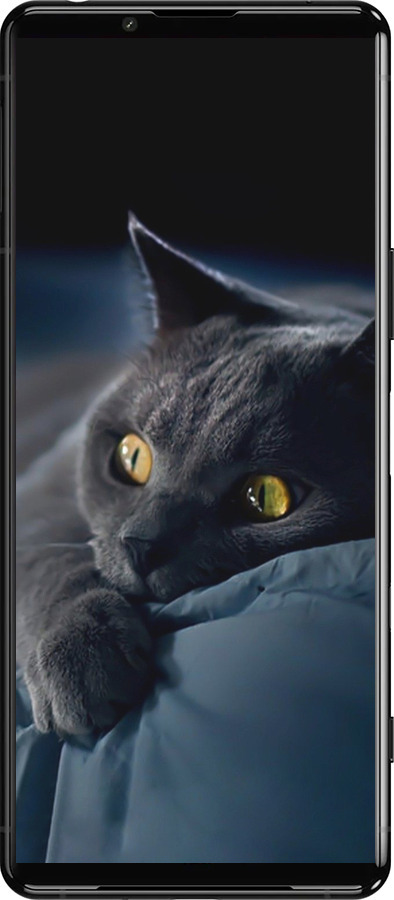 Силиконовый чехол Дымчатый кот для Sony Xperia 5 III - 825u-2580 изображение 