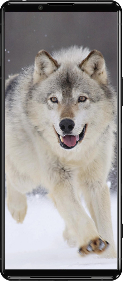 Силиконовый чехол Бегущий волк для Sony Xperia 5 III - 826u-2580 изображение 