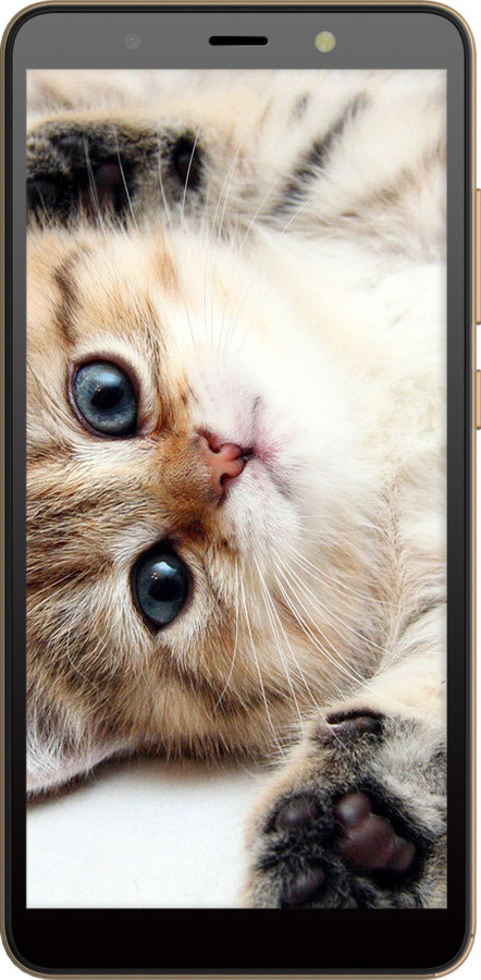 Силіконовий чехол Котик для Tecno Pop 3 BB2 - 6024u-2443 изображение 